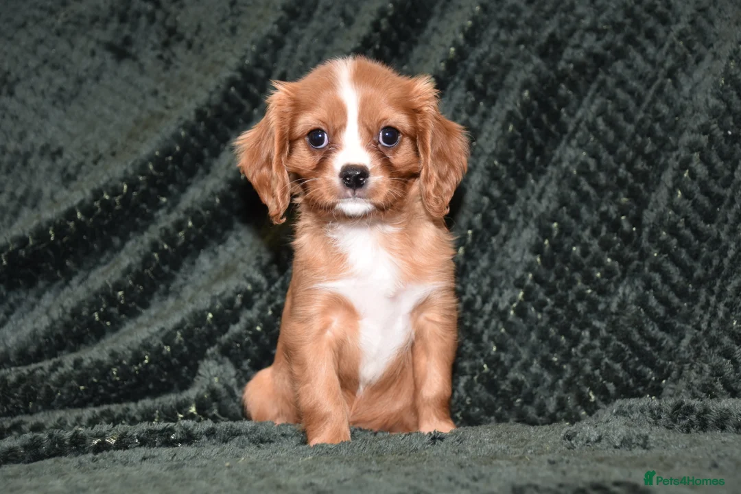Cavalier King Charles Spaniel dogs for sale: Two Cavalier King Charles Spaniel Females - Advert 7