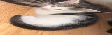 Mixed Breed Kitten 5