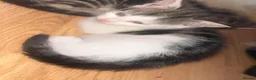 Mixed Breed cats for sale: Kittens - Advert 5