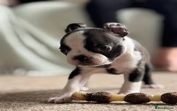 Boston Terrier dogs for sale: Gorgeous KC Boston Terrier Pups for Loving Homes - Image 21