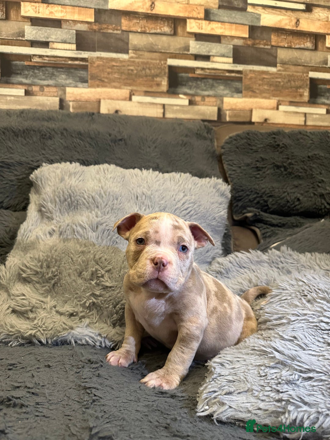 American Bully dogs for sale: 🐾 ABKC Registered Micro/Pocket Bully Puppies! 🐾 - Advert 15