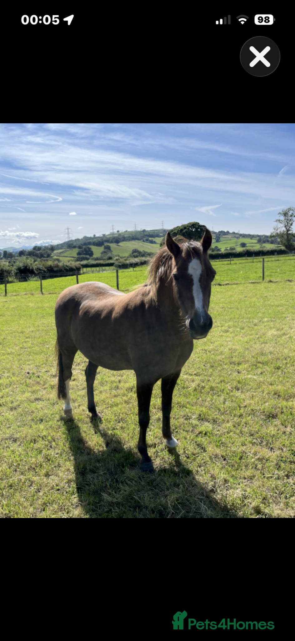 Welsh Section B horses Section B chestnut mare for sale  - Advert 6
