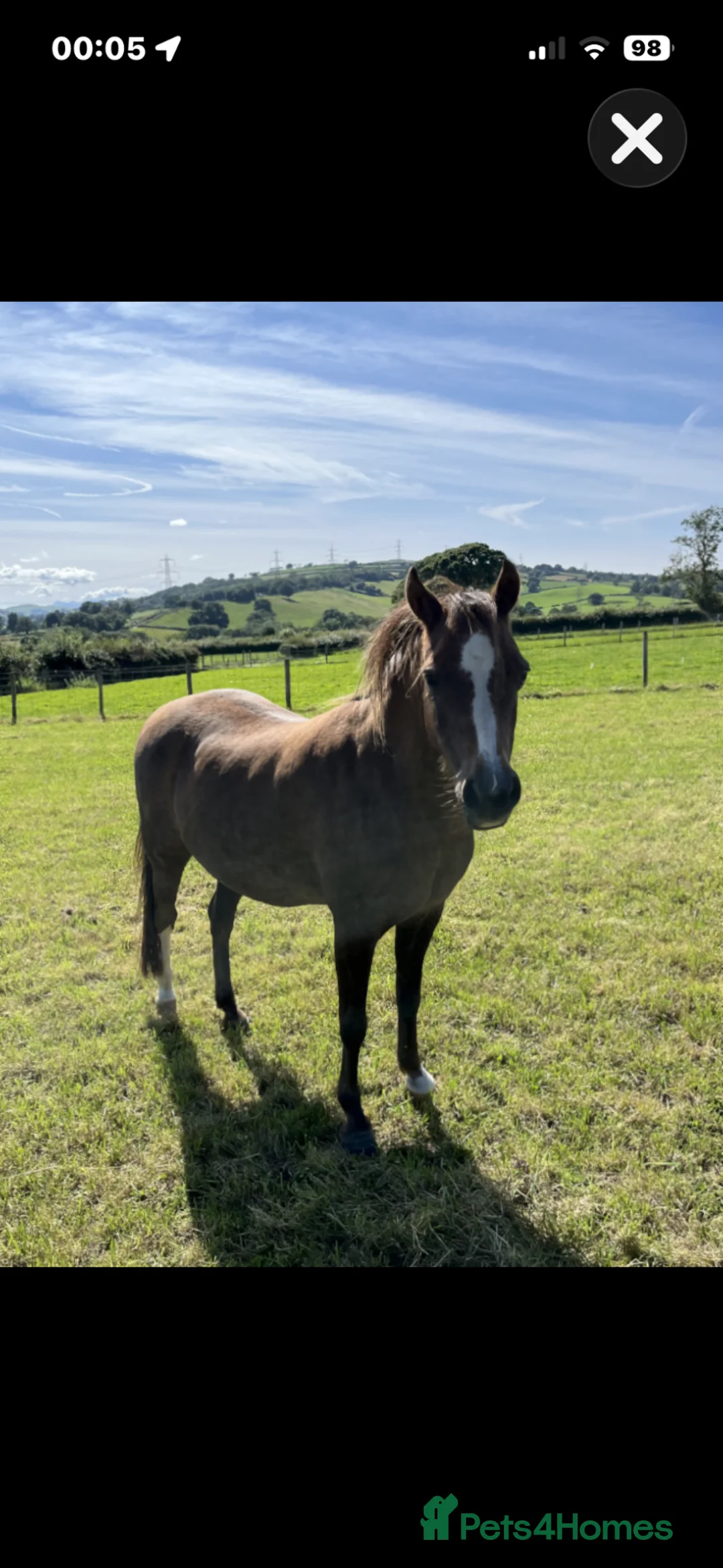 Welsh Section B horses for sale: Section B chestnut mare for sale  - Advert 1