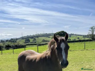 Welsh Section B horses Section B chestnut mare for sale - Advert 6