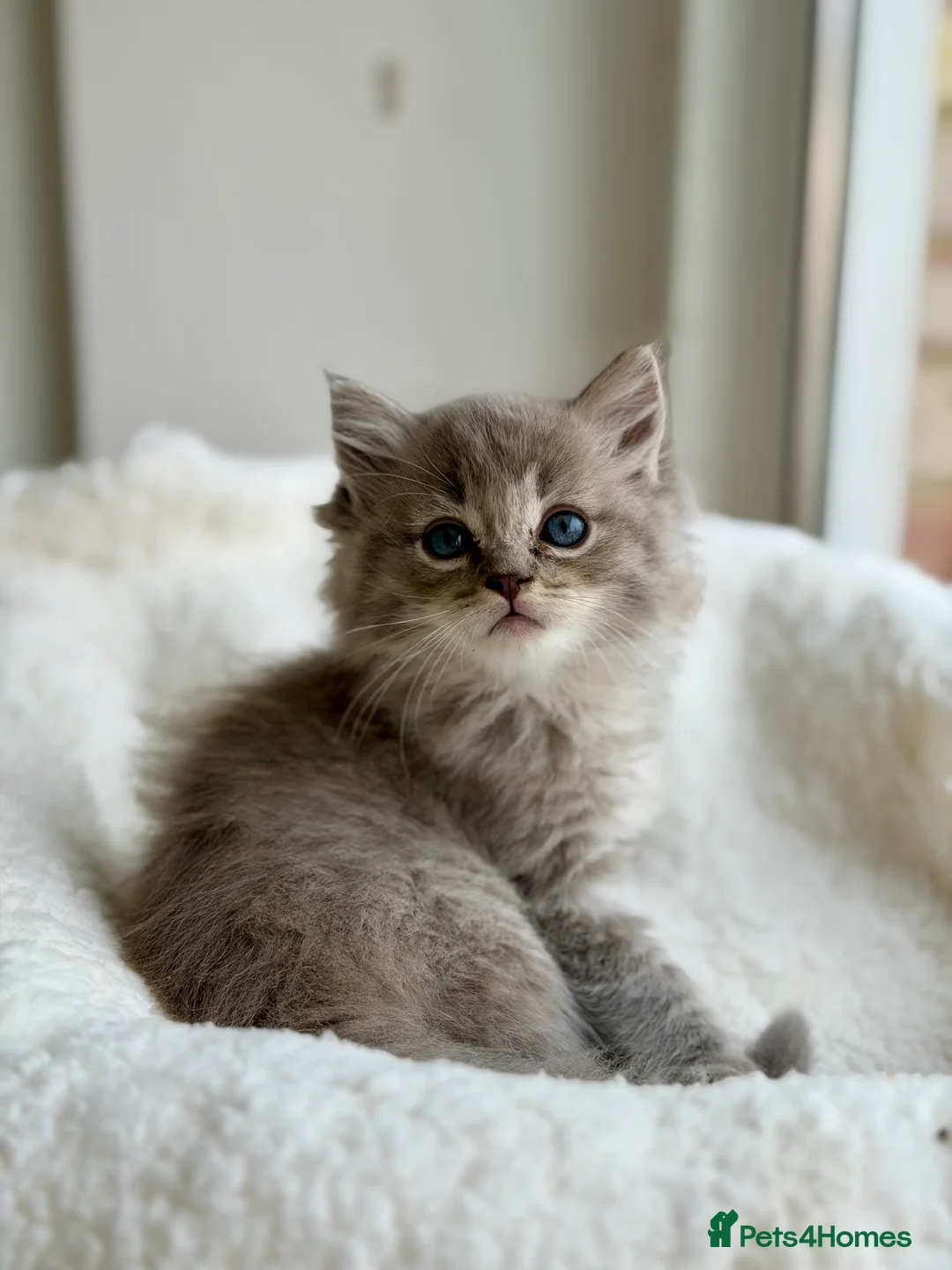 Ragdoll cats for stud: TICA registered seal mink stud - Advert 10