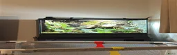 Frog reptiles for sale: Dart frogs and full bio-active set up  - Advert 6