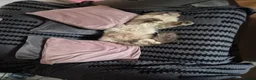 Ragdoll cats for sale: ✨ Stunning Ragdoll Kittens-Blue/Bi-Colour ✨ - Advert 2