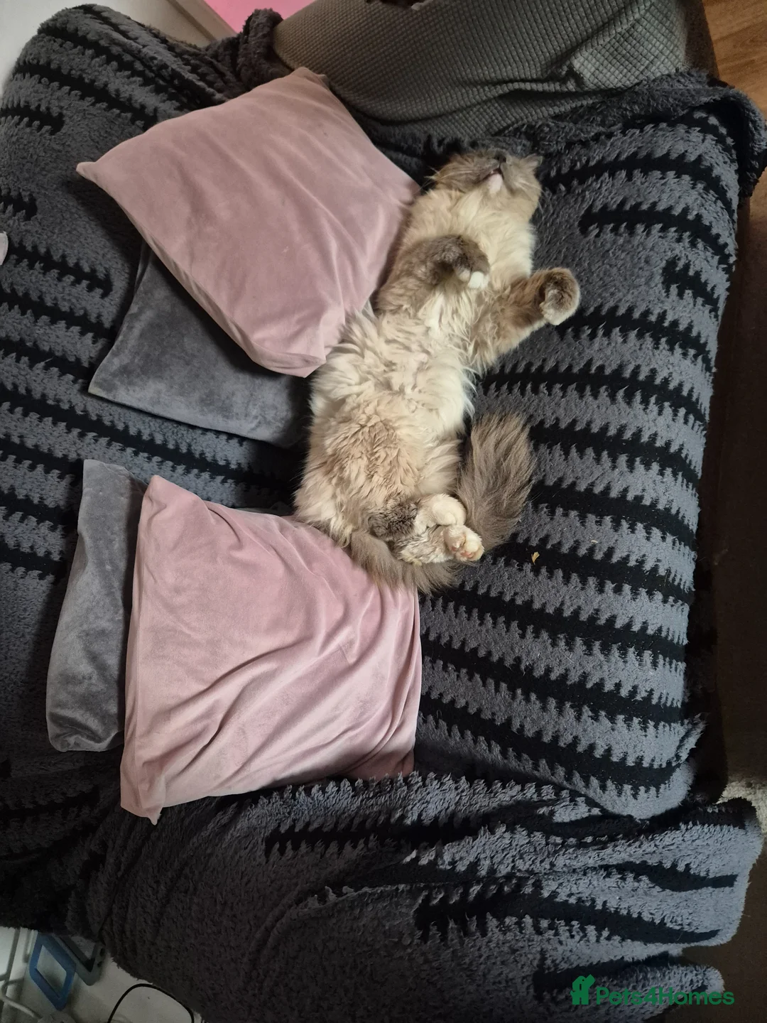Ragdoll cats for sale: ✨ Stunning Ragdoll Kittens-Blue/Bi-Colour ✨ - Advert 2