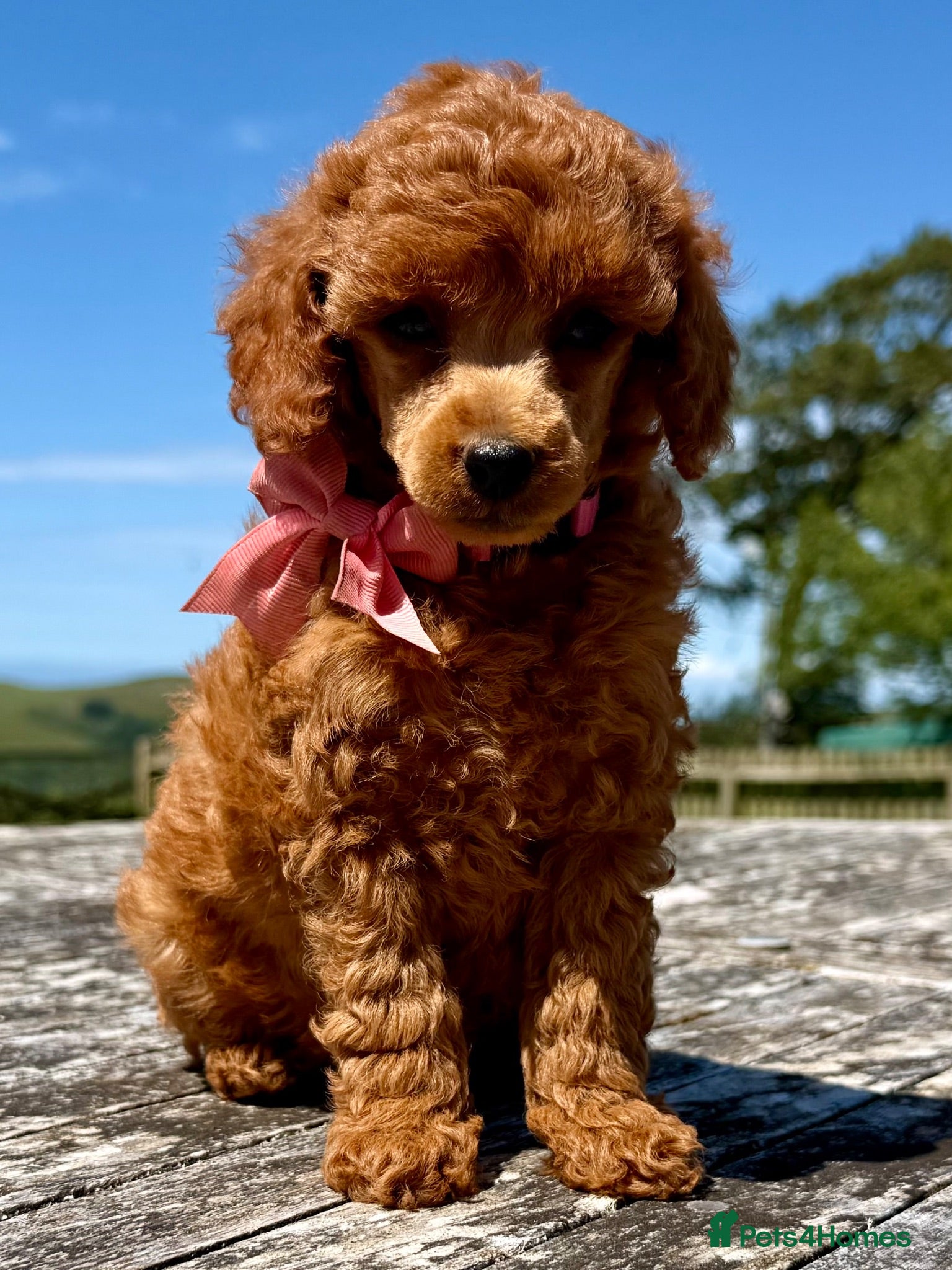 Miniature Poodle dogs Top Quality, KC Reg Min Poodle girl  - Advert 2
