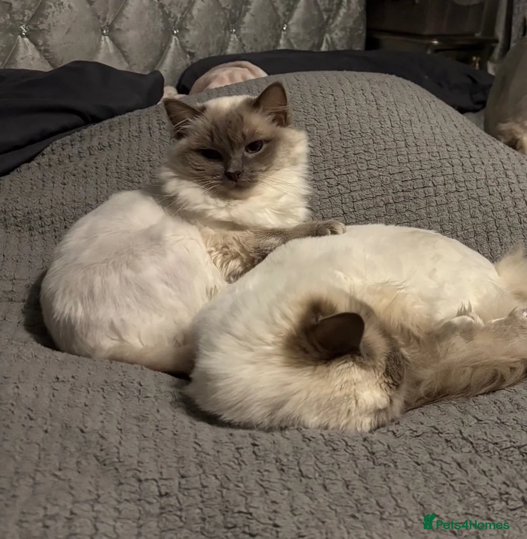 Ragdoll cats for sale: Ragdoll sisters - Advert 1