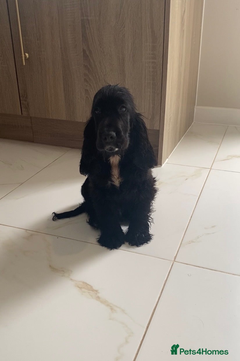 Cocker Spaniel dogs 1 STUNNING KC SHOW COCKER AVAILABLE  - Advert 1