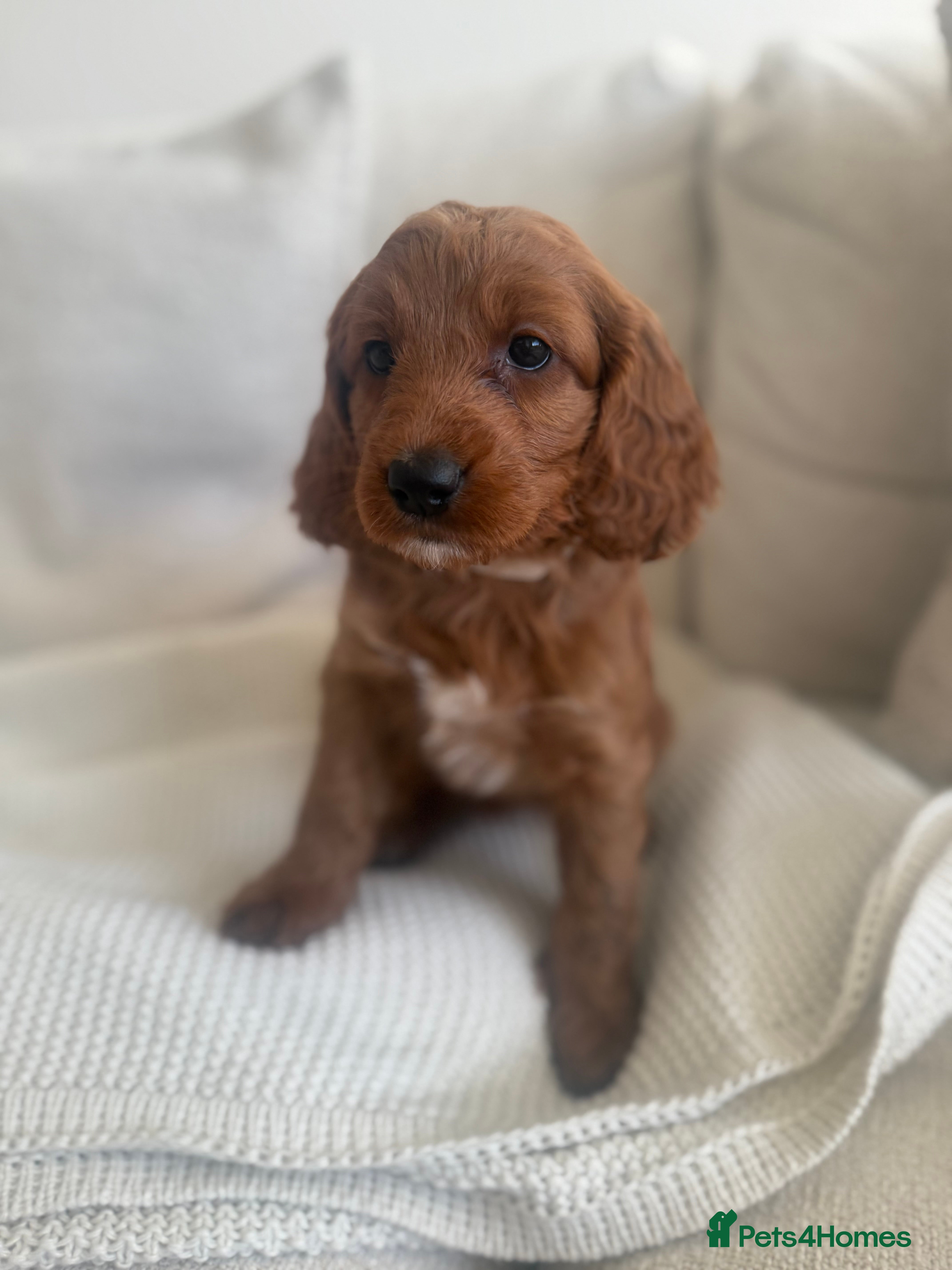 Cockapoo dogs Fully health checked Golden Cockapoo girl 🐶 - Advert 1