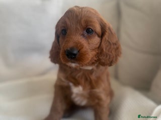 Cockapoo dogs Fully health checked Golden Cockapoo girl 🐶 - Advert 1