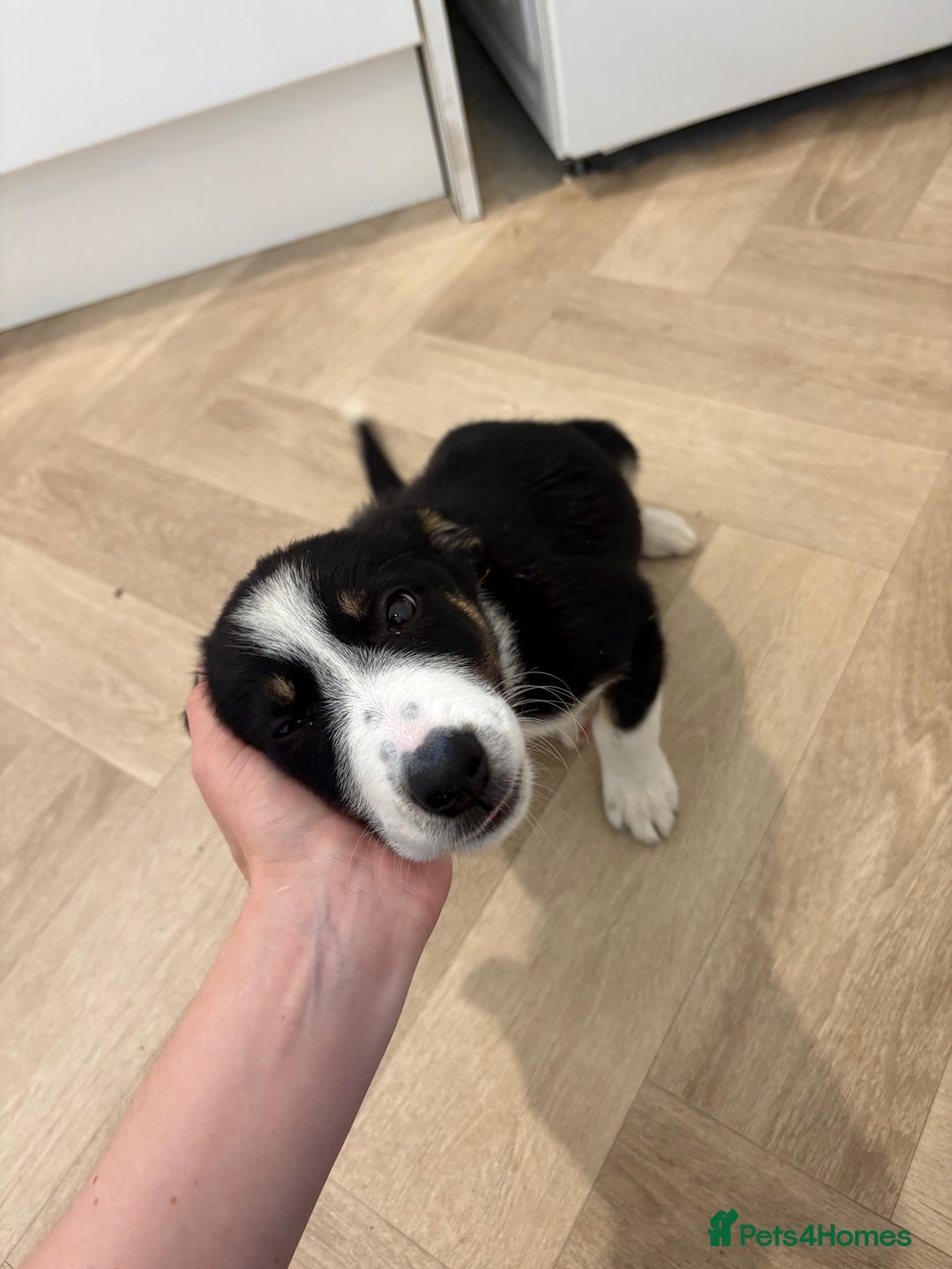 Australian Shepherd dogs for sale: *Ready Now* Australian shepherd puppies - Image 3