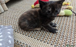 Mixed Breed cats for sale: Female kitten  - Image 3