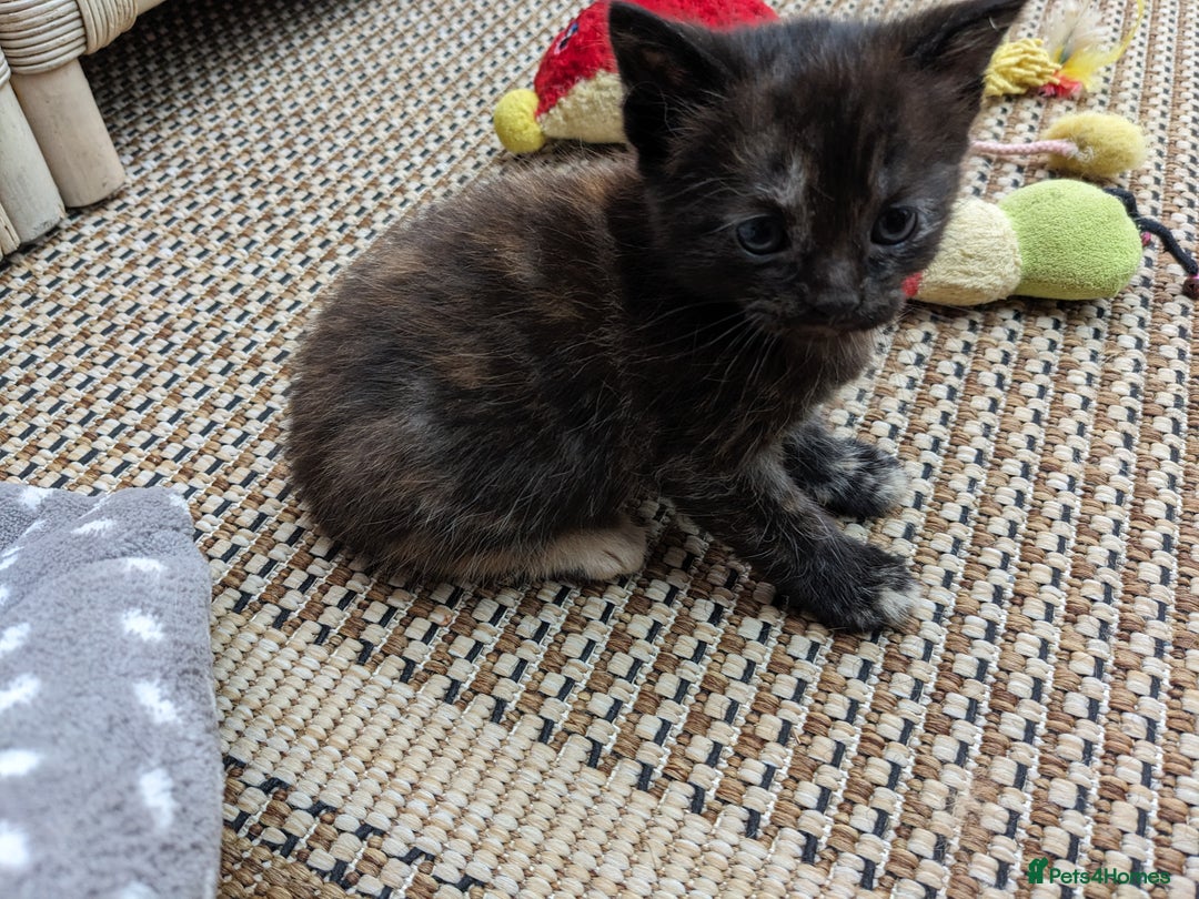 Mixed Breed cats for sale: Female kitten  - Image 3