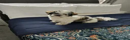 Shih Tzu dogs for sale: Beautiful Shih Tzu Boy Looking for a Forever Home - Advert 8