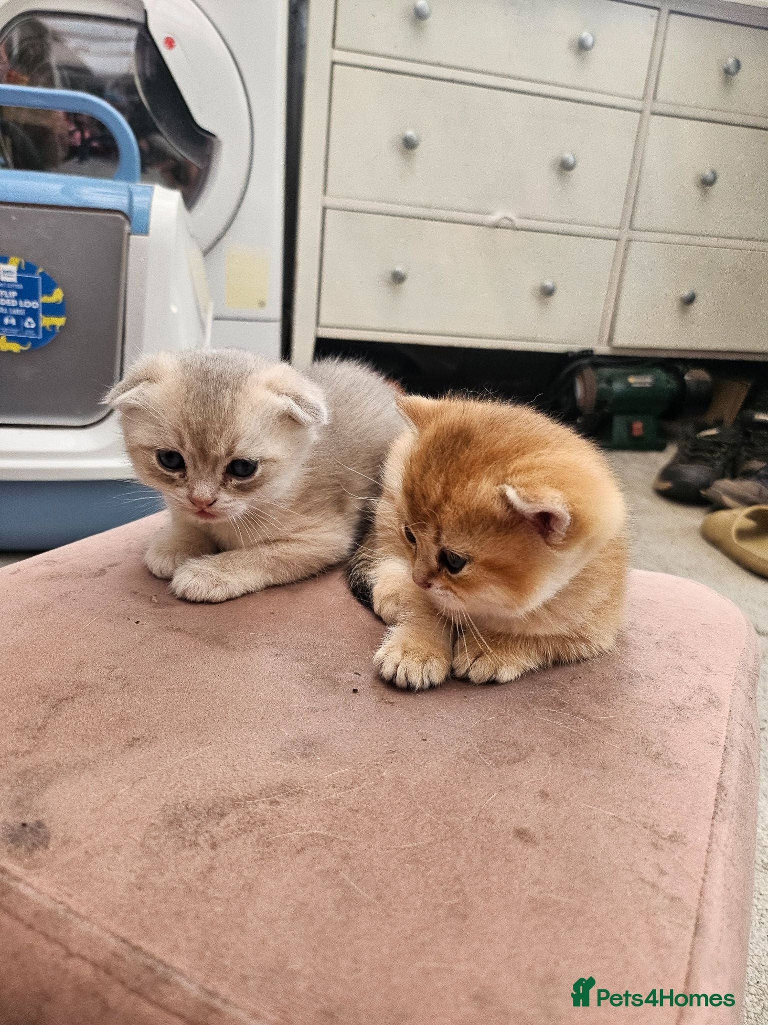 Mixed Breed cats male kittens - Advert 1