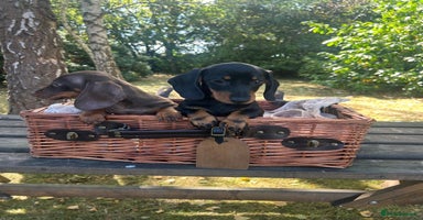 Miniature Dachshund dogs - Advert 12