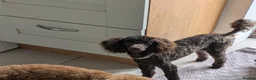 Toy Poodle dogs for sale: Toy poodle boy  - Advert 2