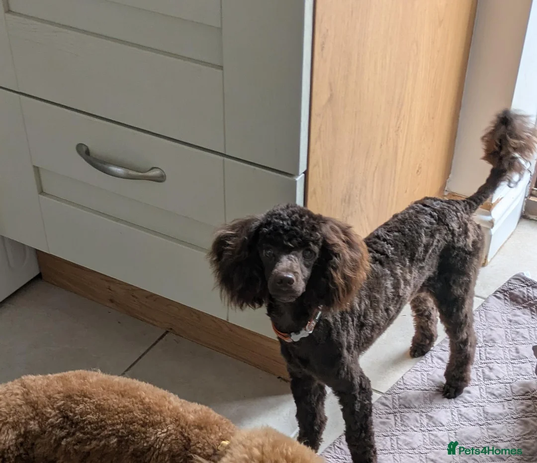 Toy Poodle dogs for sale: Toy poodle boy  - Advert 2