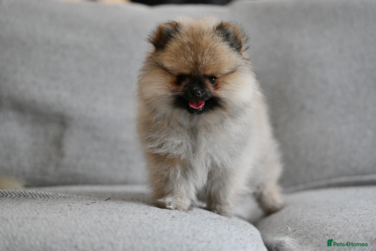 Pomeranian dogs Gorgeous small Pomeranian puppies 🧸  - Advert 4