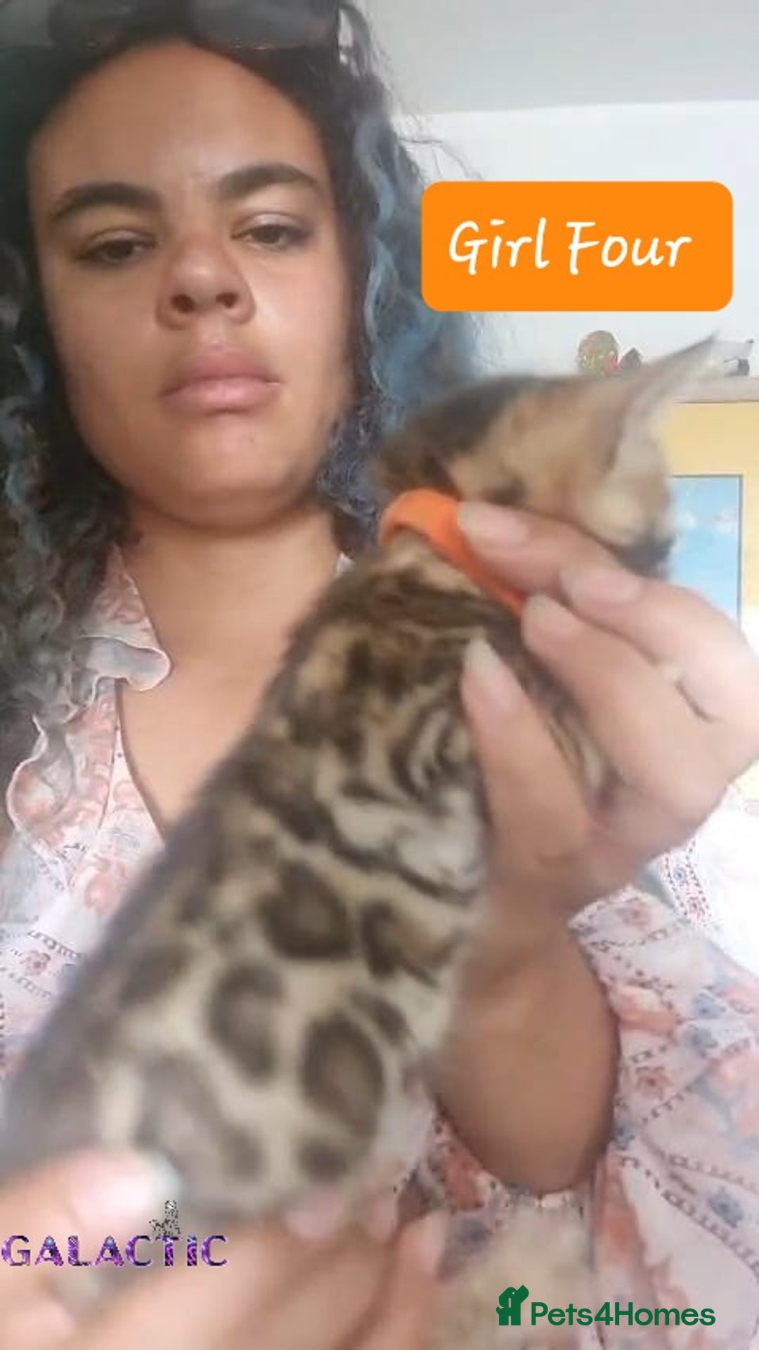 Bengal cats for sale: Beautiful Bengal Kittens  in Sutton - Image 21