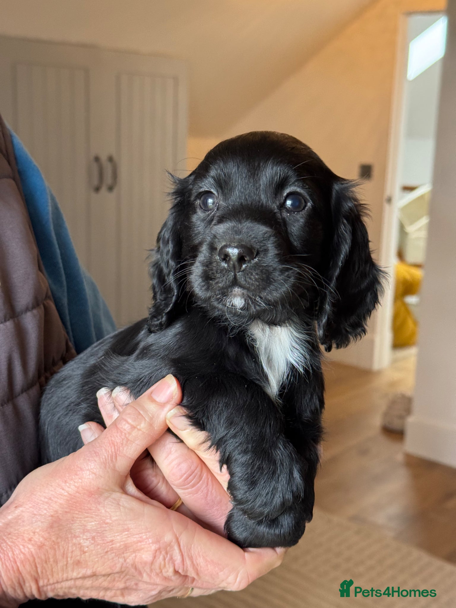Cocker Spaniel dogs Cocker Spaniel puppies - Advert 1