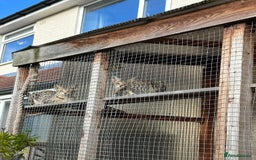 Savannah cats for sale: Savannah F4 girl kittens - Image 8