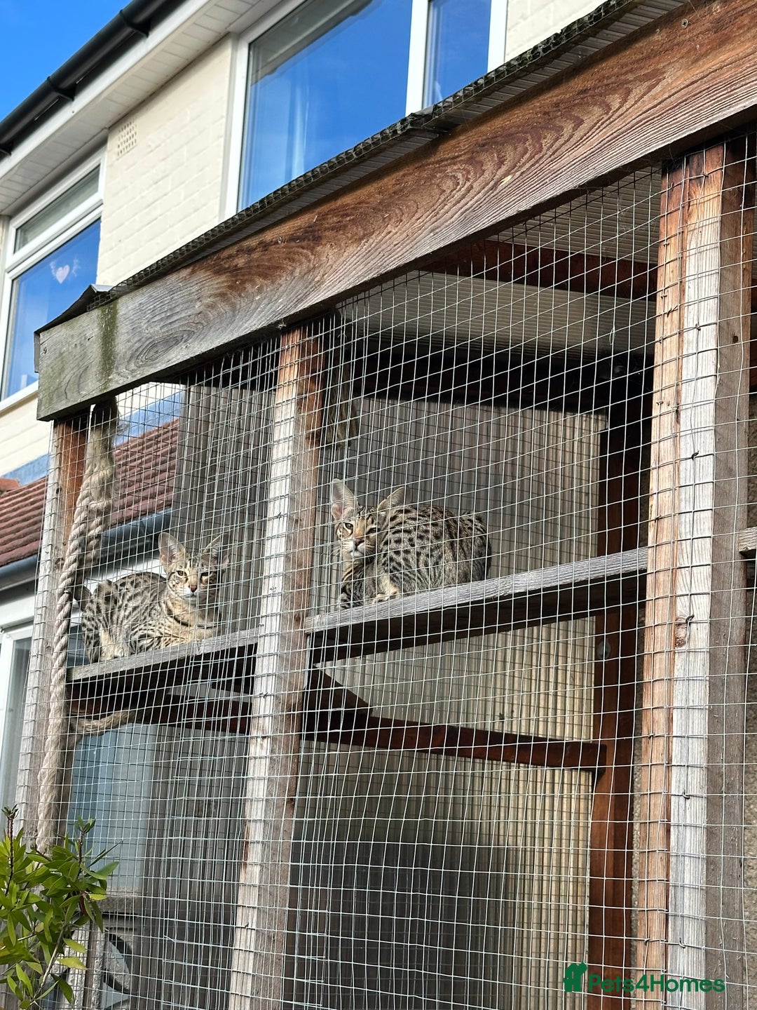 Savannah cats for sale: Savannah F4 girl kittens - Image 8