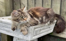 Maine Coon cats for sale: POLYDACTYL BEAUTY - Image 4
