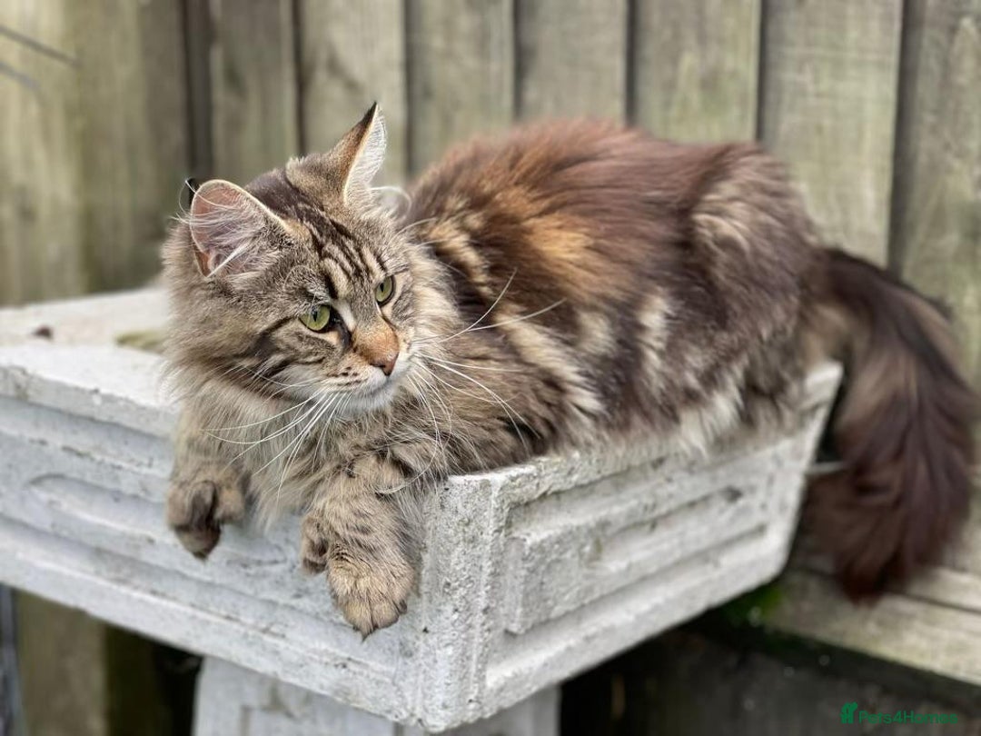 Maine Coon cats for sale: POLYDACTYL BEAUTY - Image 4
