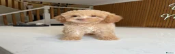 Cockapoo dogs for sale: F1B Cockapoo Pups - Ready to leave now!! - Advert 10