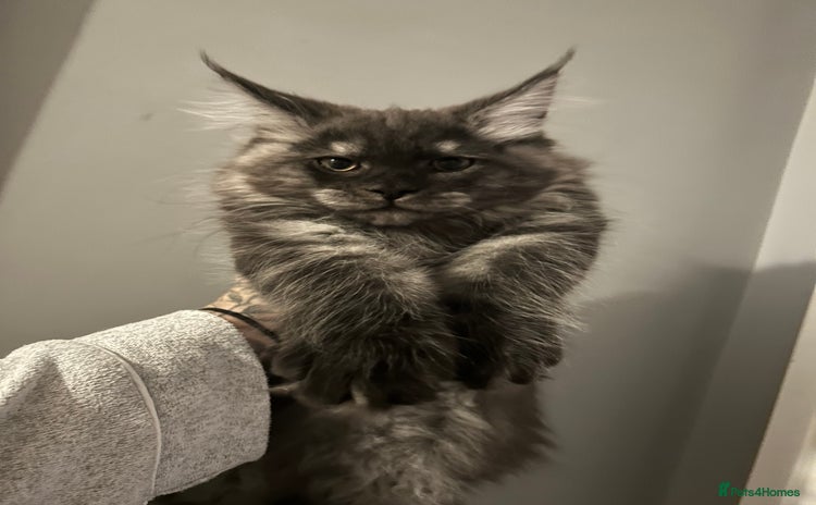 Maine Coon cats - Advert 2