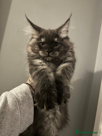 Maine Coon cats - Advert 2