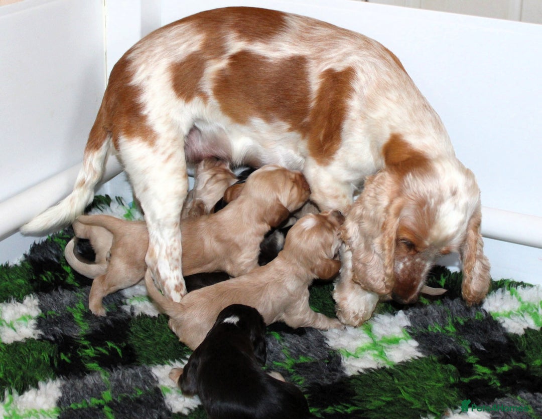 Cocker Spaniel dogs for sale: KC registered Cocker Spaniel puppies - Image 7
