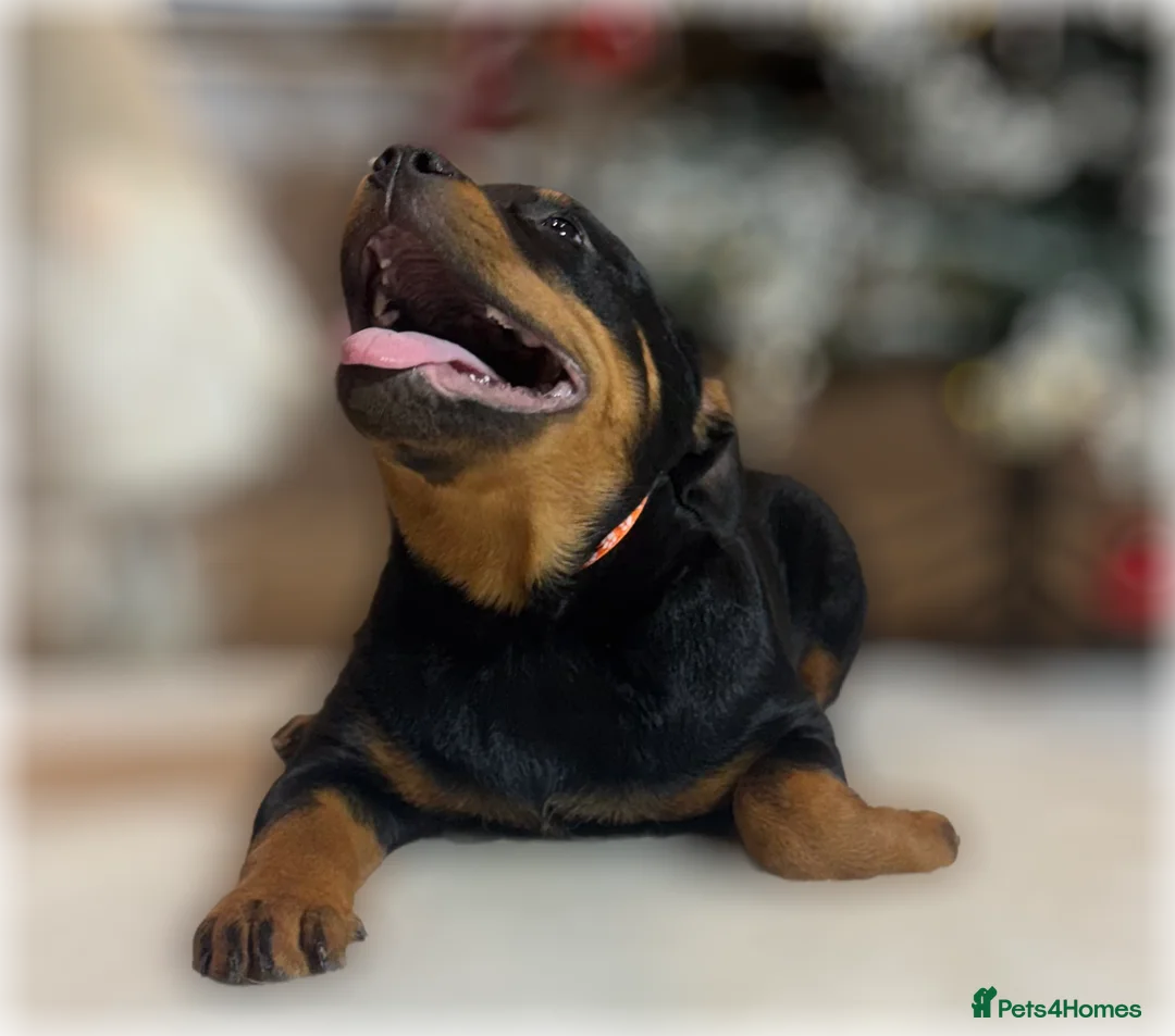Rottweiler dogs for sale: ROTTWEILER PUPPIES. KC REGISTERED. FREE INSURANCE. - Advert 30