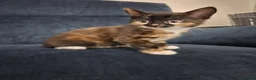 Mixed Breed cats for sale: 2 sweet girls  - Advert 9