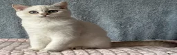 British Shorthair cats for sale: TICA Beautiful British Shorthair Kittens - Advert 10