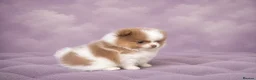 Pomeranian dogs for sale: ✨🐾 Exceptional KC Pom Boy Rare Isabella Parti💖 - Advert 3