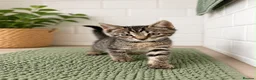 Bengal cats for sale: Beautiful bengal kittens - Advert 4