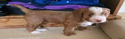 Cockapoo dogs for sale: F1B Toy cockapoo puppies in North East - Advert 26