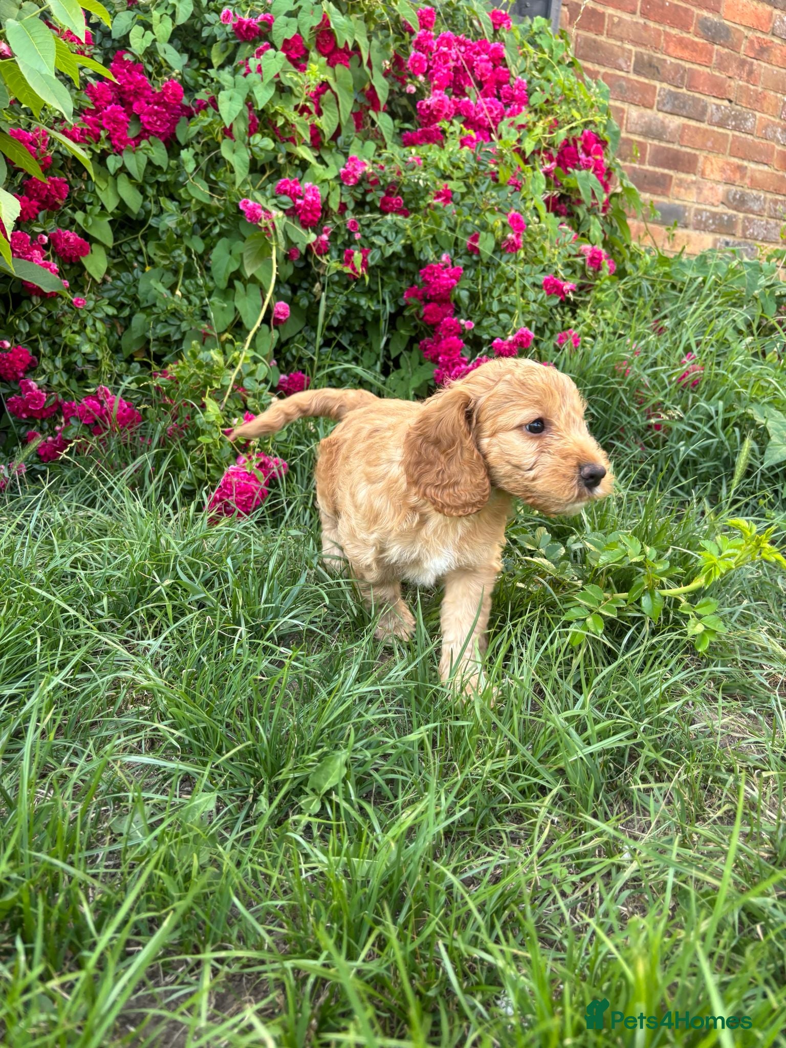 Cockapoo dogs 🩷💙 Adorable cockapoo pups🐶  - Advert 2