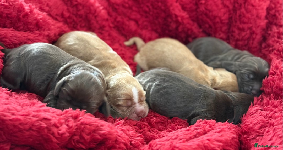 Cocker Spaniel dogs for sale: Show cocker spaniels  - Advert 9