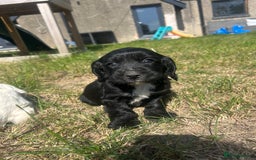 Sprocker dogs for sale: Sprocker puppies - Image 11