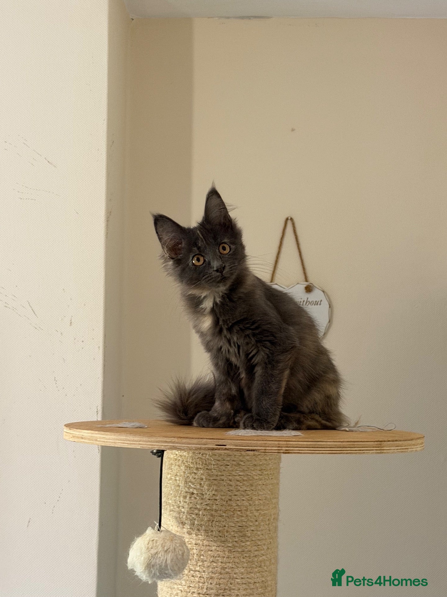 Maine Coon cats Maincoon kitten last girl  - Advert 2