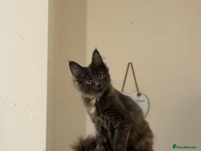 Maine Coon cats Maincoon kitten last girl - Advert 2