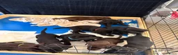 Labrador Retriever dogs for sale: Gorgeous Labrador Puppies – Ready Now 🐾 - Advert 11
