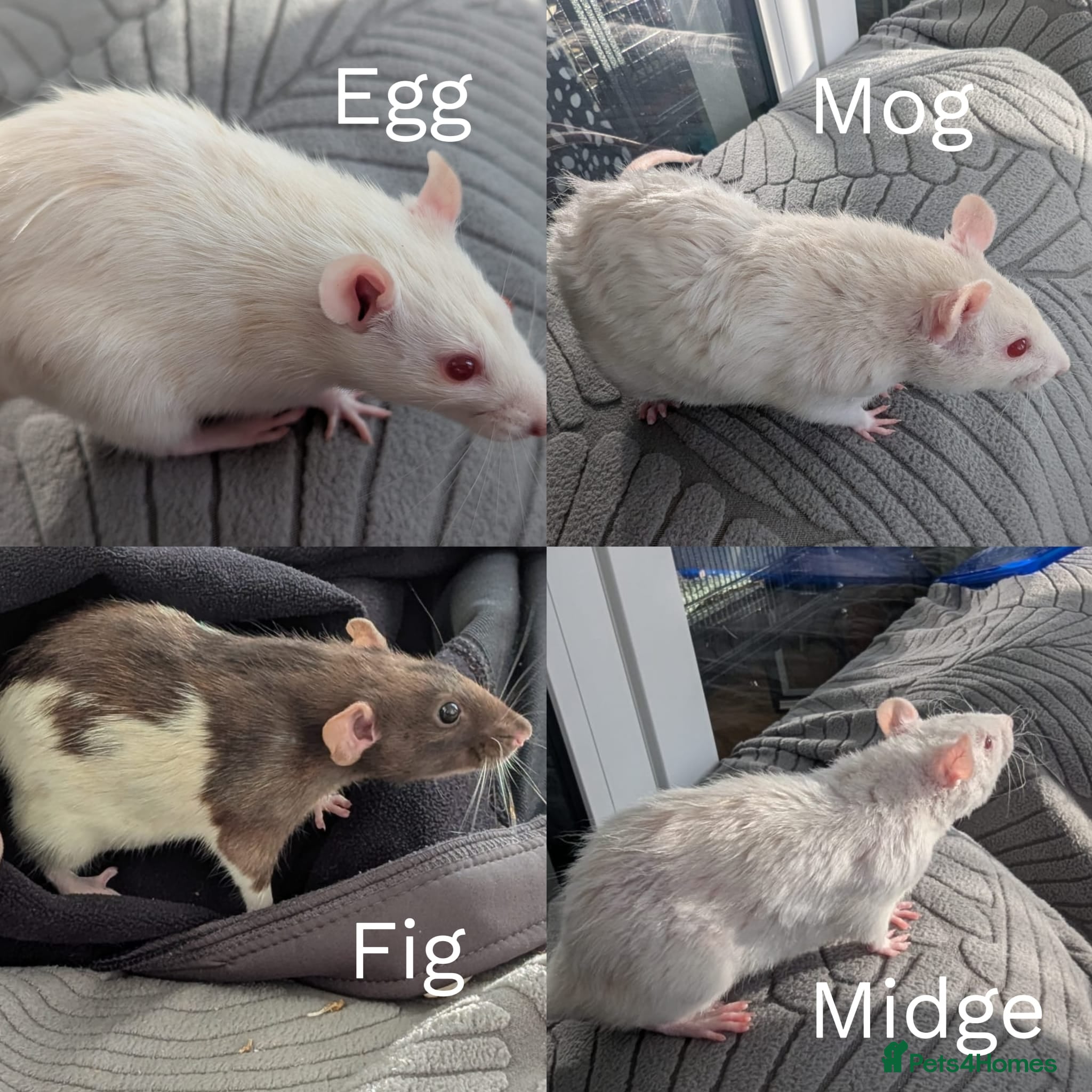 Rat rodents for sale: 4 Female Rats to re-home - Advert 1