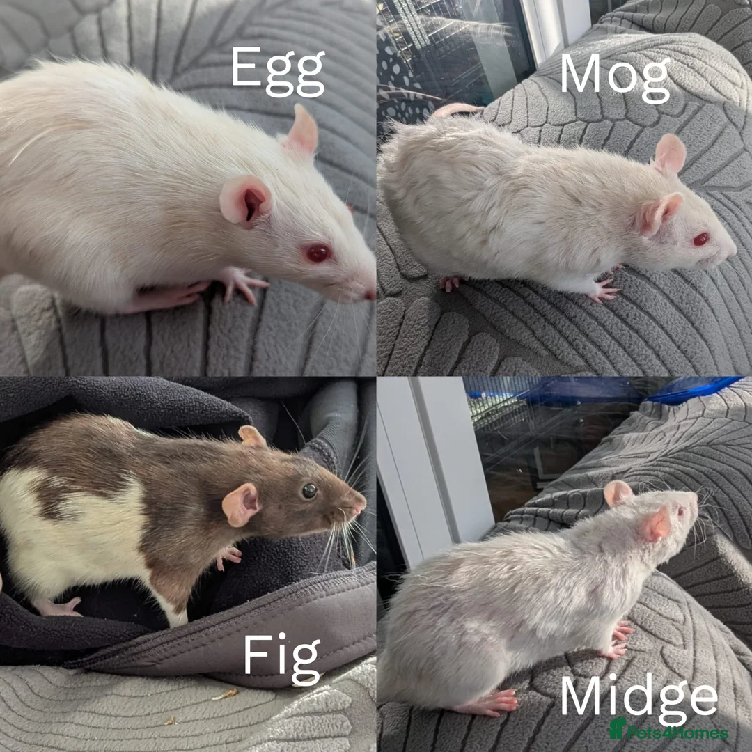 Rat rodents for sale: 4 Female Rats to re-home - Advert 1
